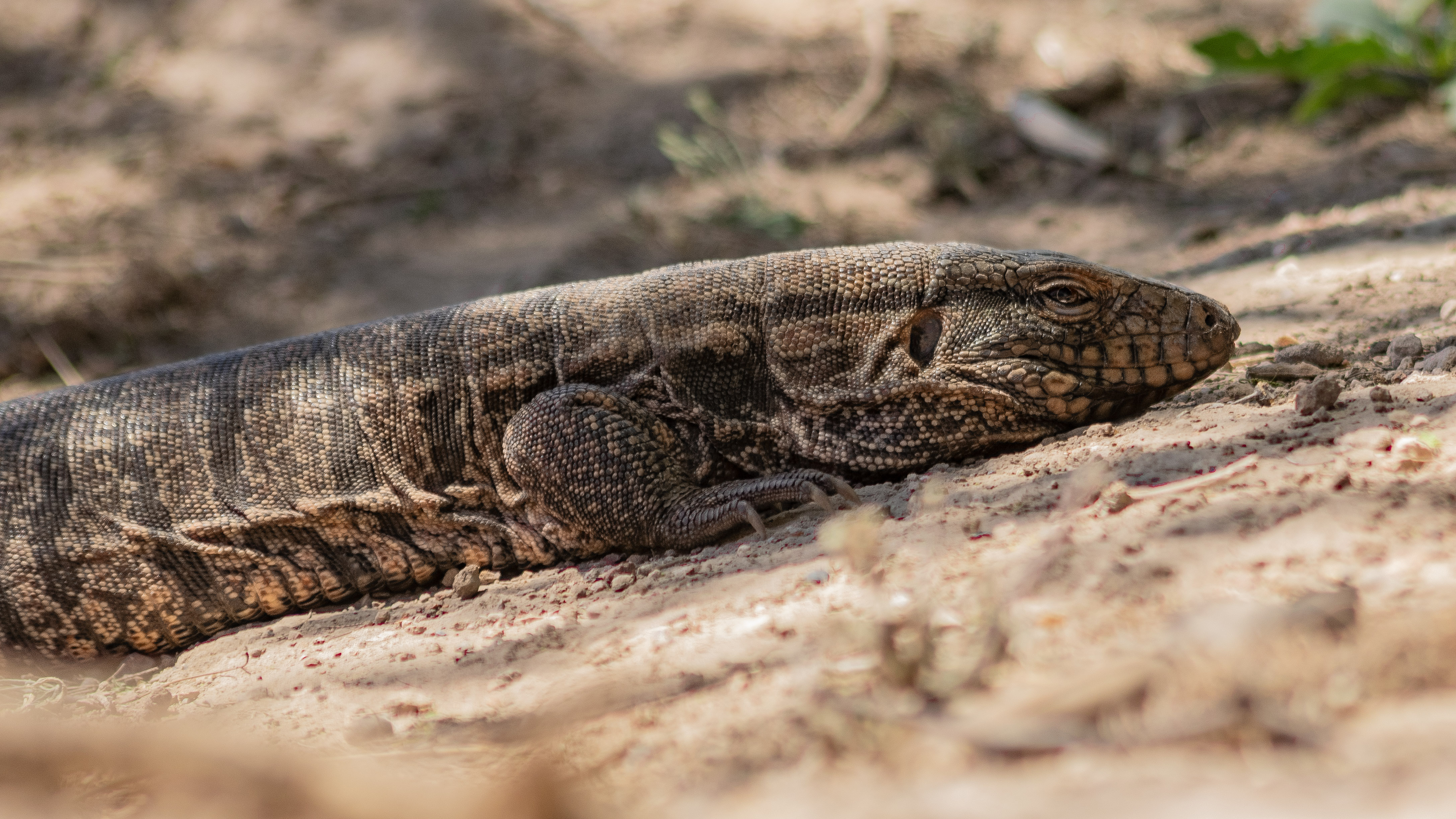 Salvator rufescens